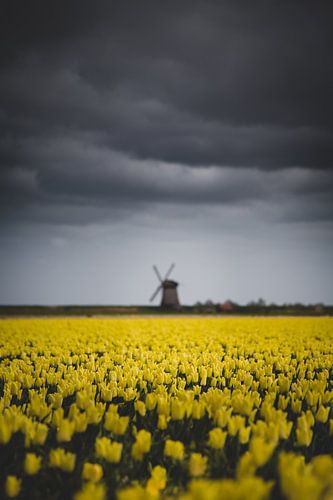 Nuages, moulin à vent et tulipes