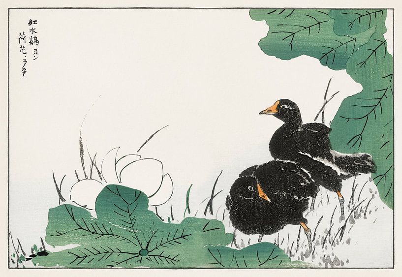 Coot and Lotus illustration from Pictorial Monograph of Birds (1885) by Numata Kashu by Studio POPPY