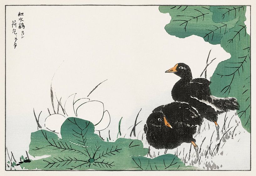 Illustration de la foulque et du lotus par Numata Kashu par Studio POPPY