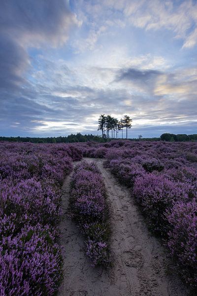 Heideveld Utrechtse heuvelrug Den treek Woudenberg Mountainbike-Pfad (Heideveld Utrechtse heuvelrug  von Peter Haastrecht, van