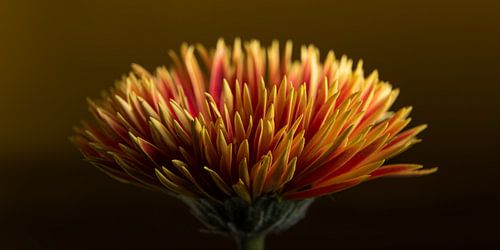 Panorama van de geel - oranje Gerbera