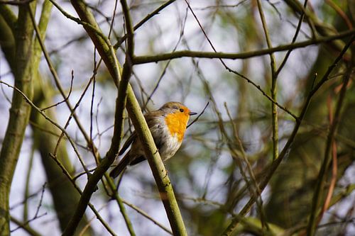 Robin Among the Branches