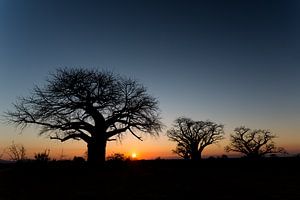 Holy baobabs by Angelika Stern