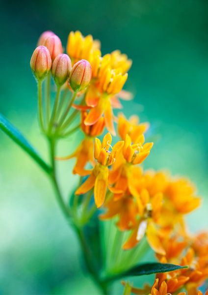 Verticale macro van de oranje vlinder van Iris Holzer Richardson