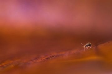 Springtail by Danny Slijfer Natuurfotografie