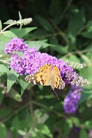 Orange butterfly on purple flowers by Eline Lohman