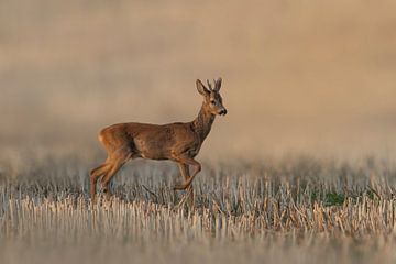 a roebuck (Capreolus capreolus) standing on a harvested wheat field by Mario Plechaty Photography