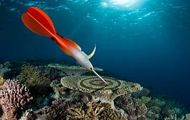 dart fish by Dray van Beeck