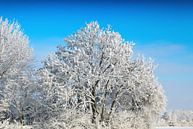 Winterlandschap van Bo Valentino thumbnail