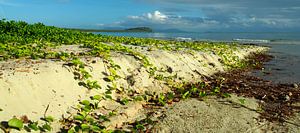 4 Mile Beach, Port Douglas; Far North Queensland - Australia van Van Oostrum Photography