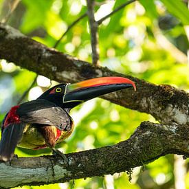 Un bec lumineux dans la forêt tropicale. L'aras à bec de feu au Costa Rica. sur Jiri Viehmann