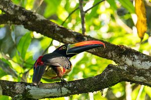 Een stralende snavel in het regenwoud. Vuurbek-ara in Costa Rica.