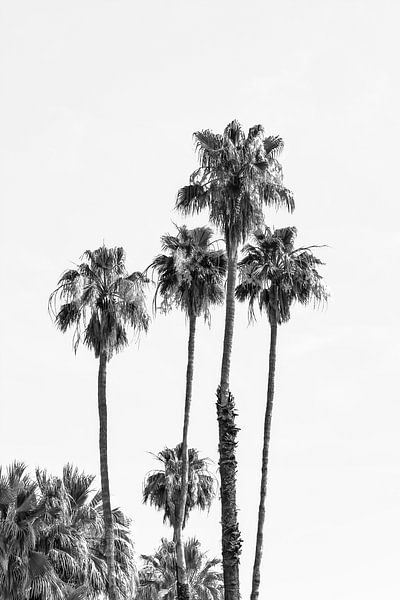 Palmbomen op het strand | Monochroom van Melanie Viola
