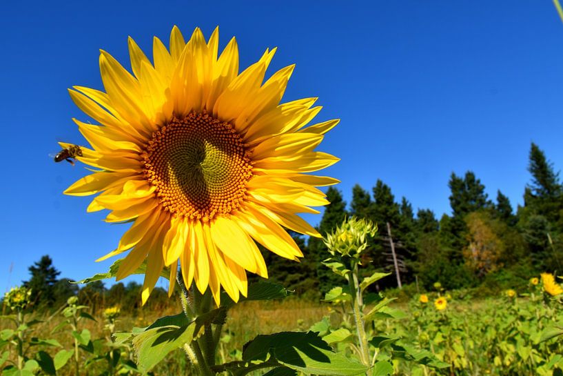 A heliopsis flower under a blue sky by Claude Laprise