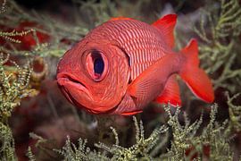 Fisch @ Komodo, Indonesien von Travel Tips and Stories