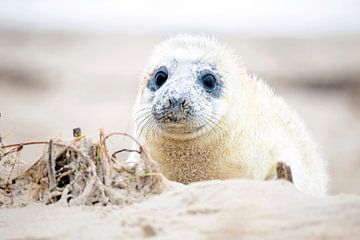 Baby zeehond op het strand bij de Noordzee in Nederland van Eye on You