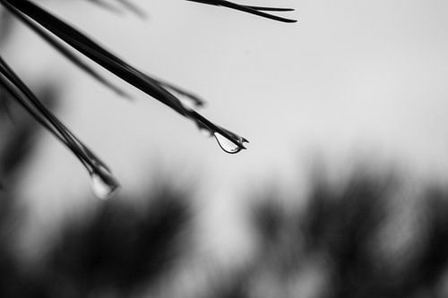 Drop on coniferous tree