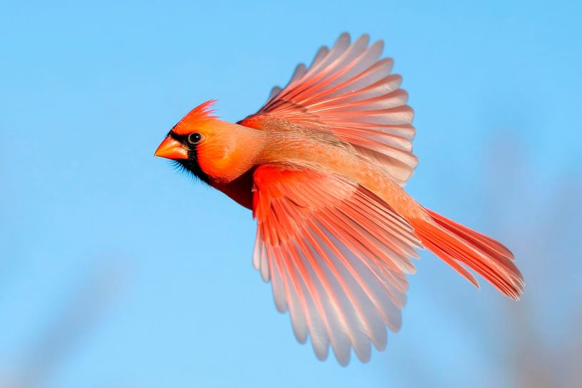 Roter Cardinal im Flug von Poster Art Shop