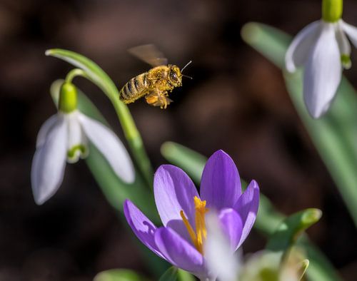 Une abeille vole vers une fleur de crocus violet