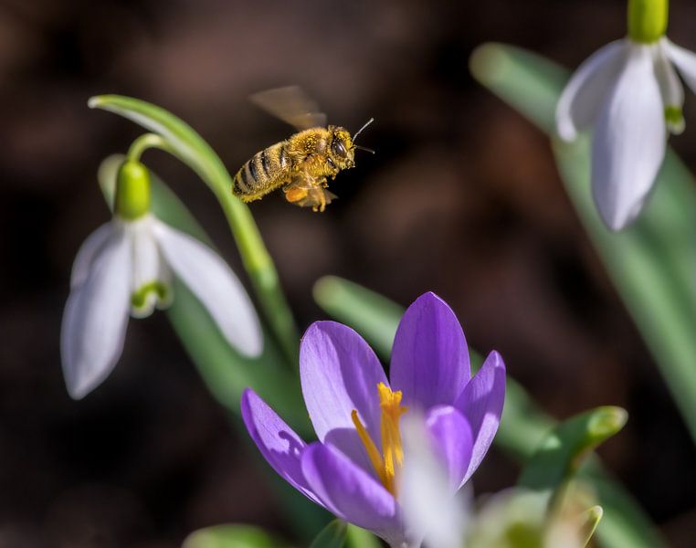 Biene fliegt zu einer lila Krokus Blüte von ManfredFotos