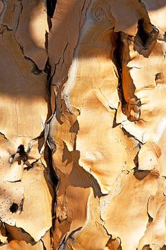 Time tree of the desert - Quiver tree in the Quivertree Forest, Namibia by WeltReisender Magazin