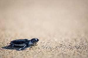 Close-up van schildpad jong - Oost-Java, Indonesië van Martijn Smeets