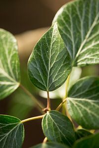 photographie botanique d'une plante verte sur Karijn | Fine art Natuur en Reis Fotografie
