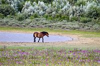 Wild paard geniet van het eind van de dag