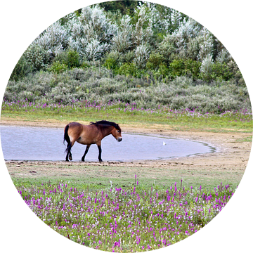 Wild paard geniet van het eind van de dag van Shirley Douwstra