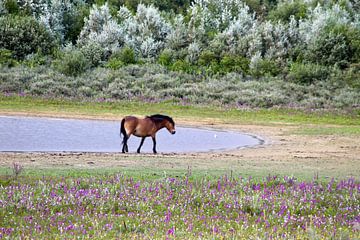 Wild paard geniet van het eind van de dag van Shirley Douwstra