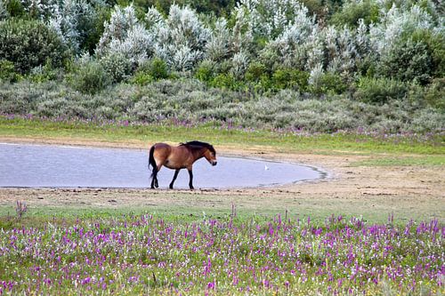Wild horse enjoys the end of the day