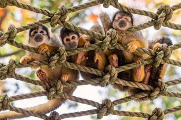 Group of Bolivian squirrel monkeys on ropes by Jolanda Aalbers