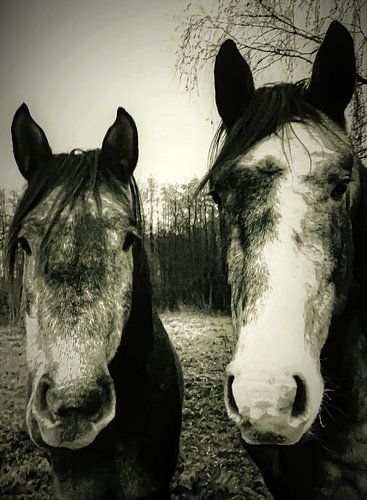 Twee paarden