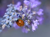 Lieveheersbeestje in Lavendel van SallysMacroworld thumbnail