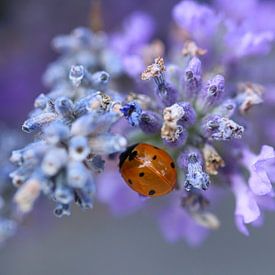 Marienkäfer im Lavendel von SallysMacroworld
