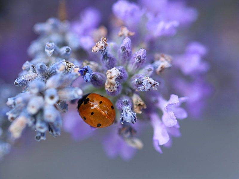 Ladybird in Lavender by SallysMacroworld