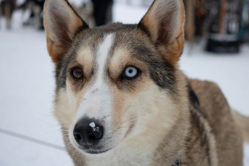 Alaskan husky