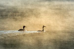 Deux grèbes dans le brouillard au lever du soleil