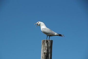 Screaming seagull by Eigenwijze Fotografie