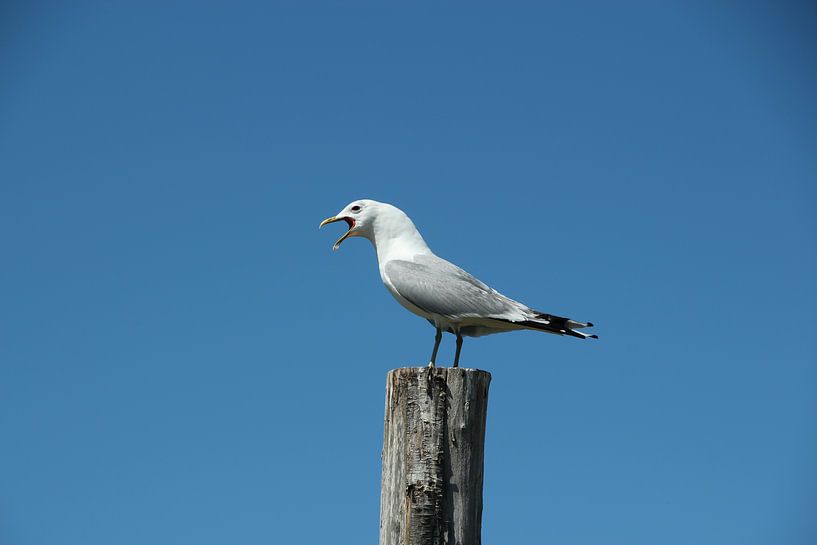 Screaming seagull by Eigenwijze Fotografie