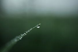 Gouttes de rosée sur l'herbe - minimaliste sur Jan
