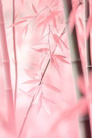 Zarte rosa Bambusdetails – Sanft und leicht von Poster Art Shop