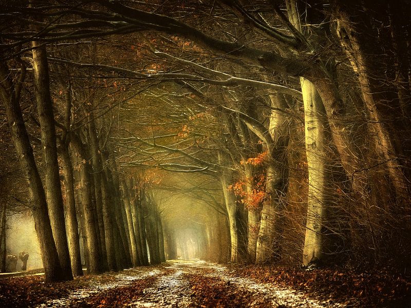 De Kijkdoos van Lars van de Goor