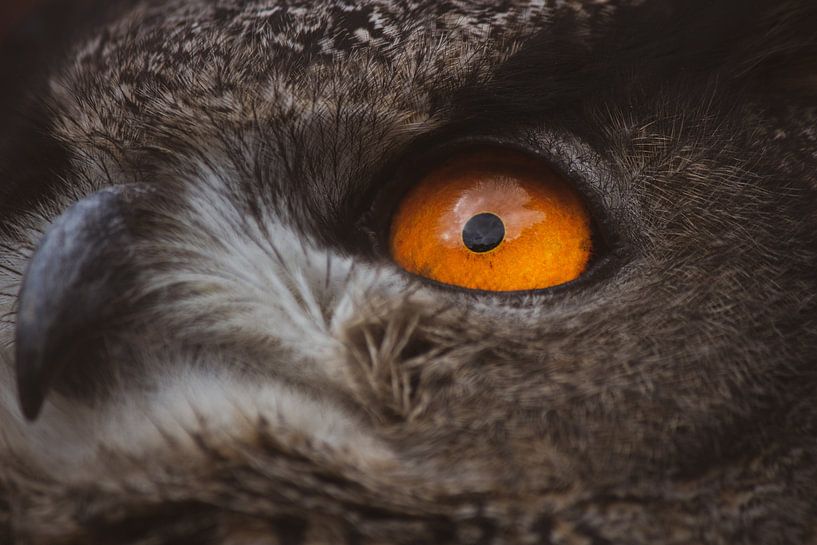 Majestic Owl by Hello Pompoyo