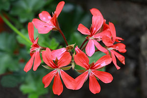 Rode Geranium