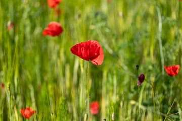 Mais papaver bloesems van de-nue-pic