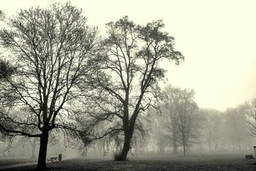Paysage de parc avec des arbres dans la brume