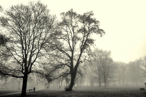 Parklandschap met bomen in de mist