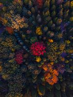 Herfst van boven