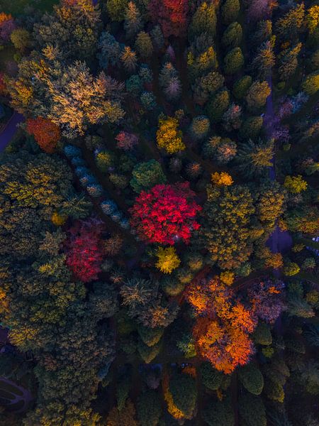 Herfst van boven van Thomas Bartelds